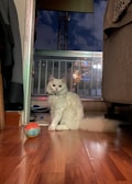 A fluffy white cat with a blue collar sits on a wooden floor next to a colorful ball. The room has a sliding glass door leading to a balcony, where a night sky is visible with clouds and a tower in the background. There is a cozy interior with a couch on the right side.