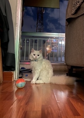 A fluffy white cat with a blue collar sits on a wooden floor next to a colorful ball. The room has a sliding glass door leading to a balcony, where a night sky is visible with clouds and a tower in the background. There is a cozy interior with a couch on the right side.