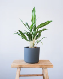 A bright, minimalist plastic pot holding a lush green plant on a wooden table.