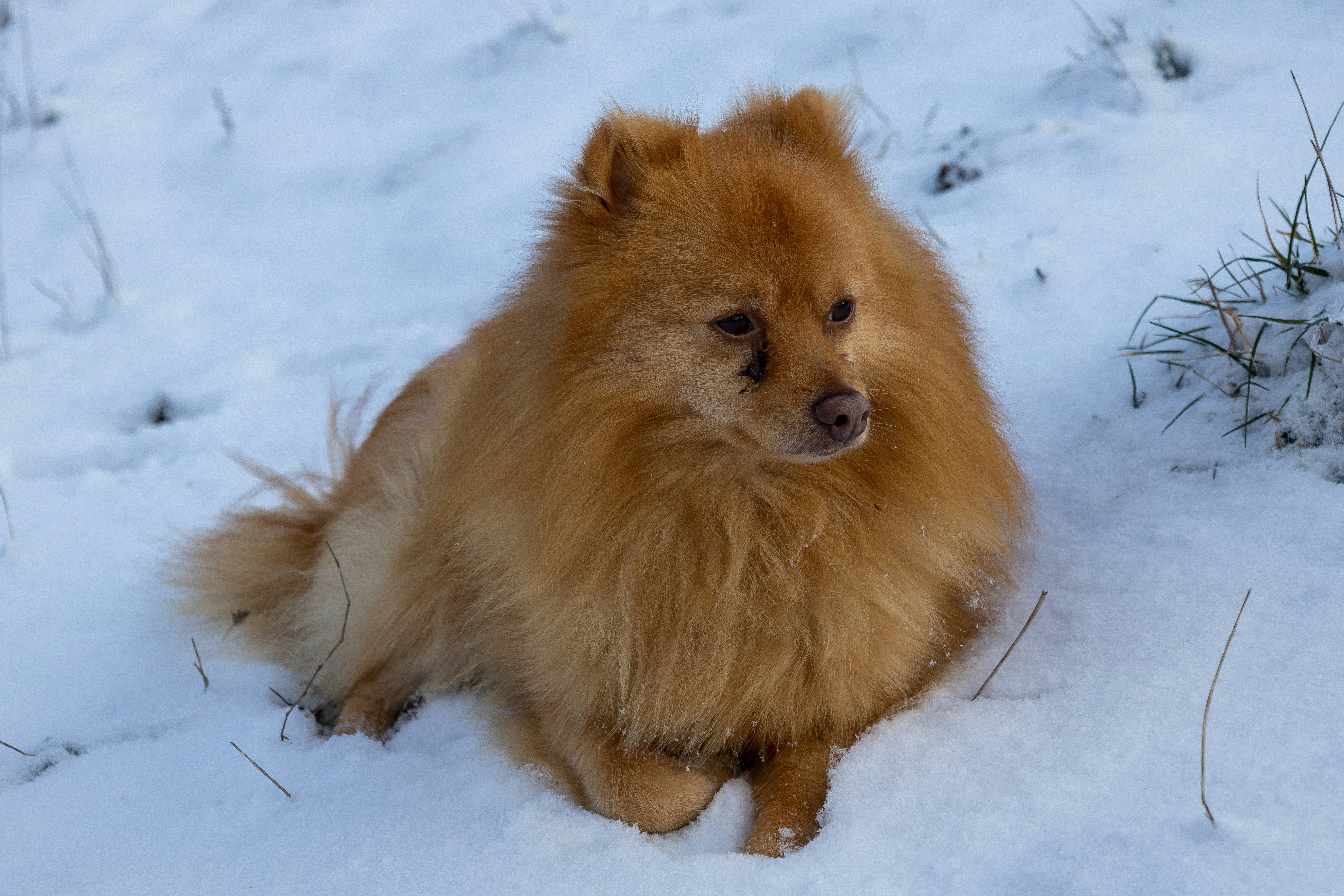Razas De Perros O Pomerania Con Pelos Marrones En Cuclillas O Sobre Una  Mesa Blanca De Fondo Blanco Imagen de archivo - Imagen de adorable, fondo:  177919873, image size:6720x4480