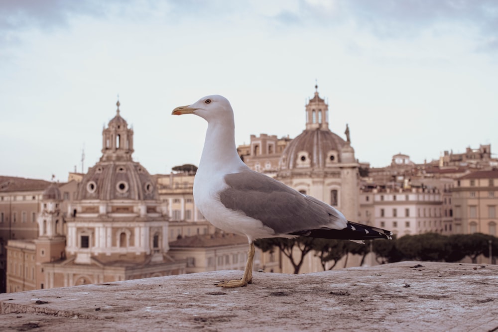 a seagull standing on a ledge in front of a city