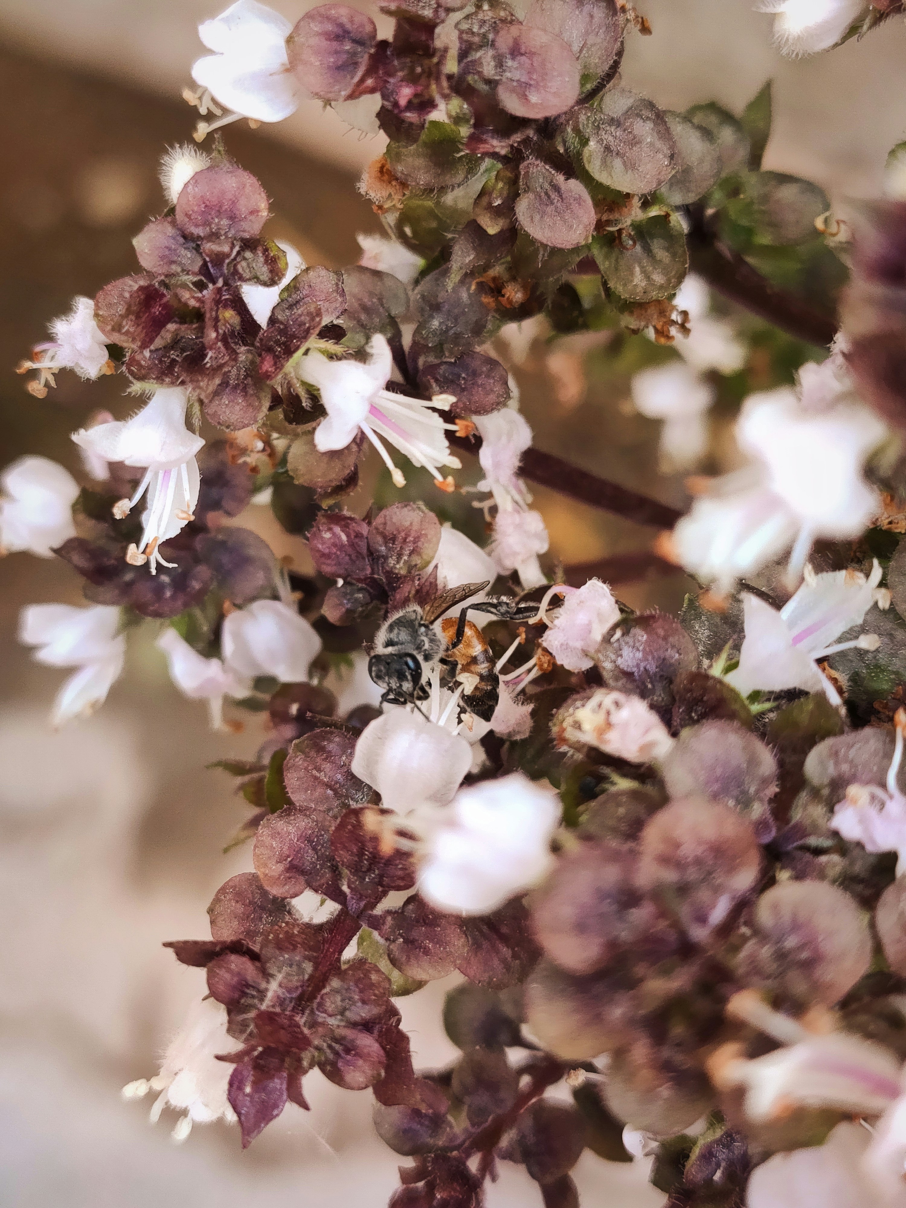 a close up of a flower with a bee on it