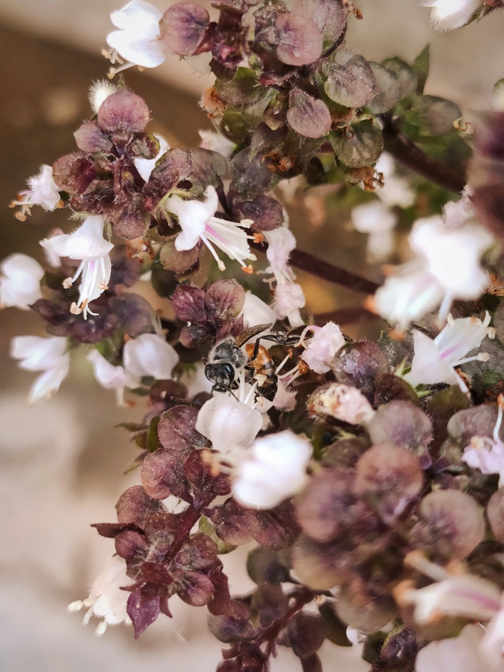 a close up of a flower with a bee on it