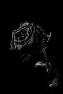 a black and white photo of a single rose
