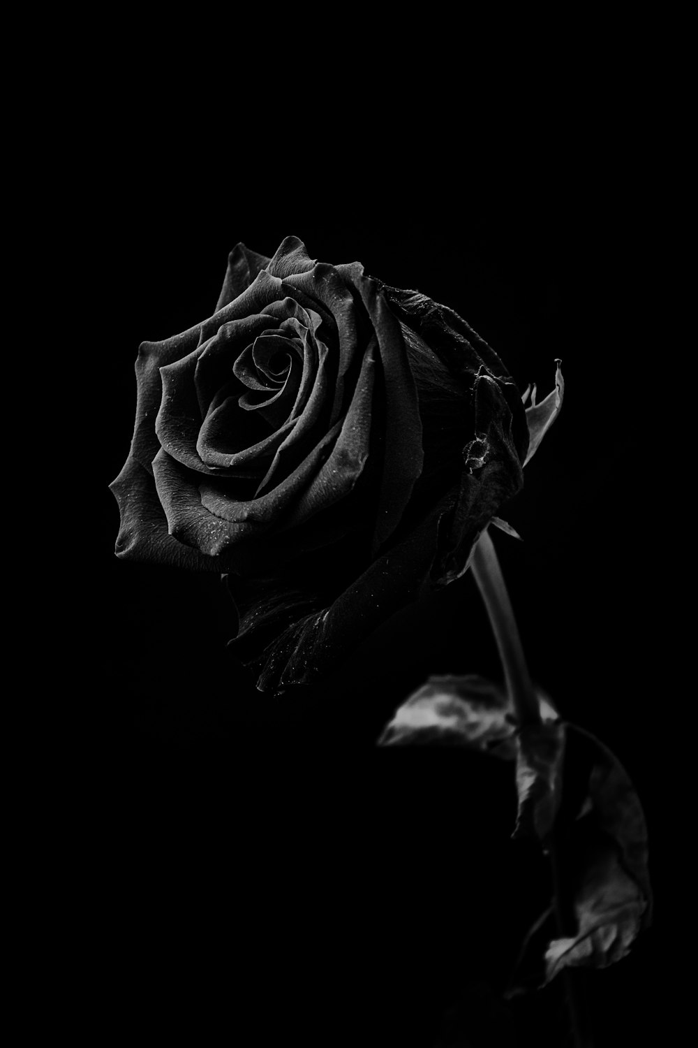 a black and white photo of a single rose