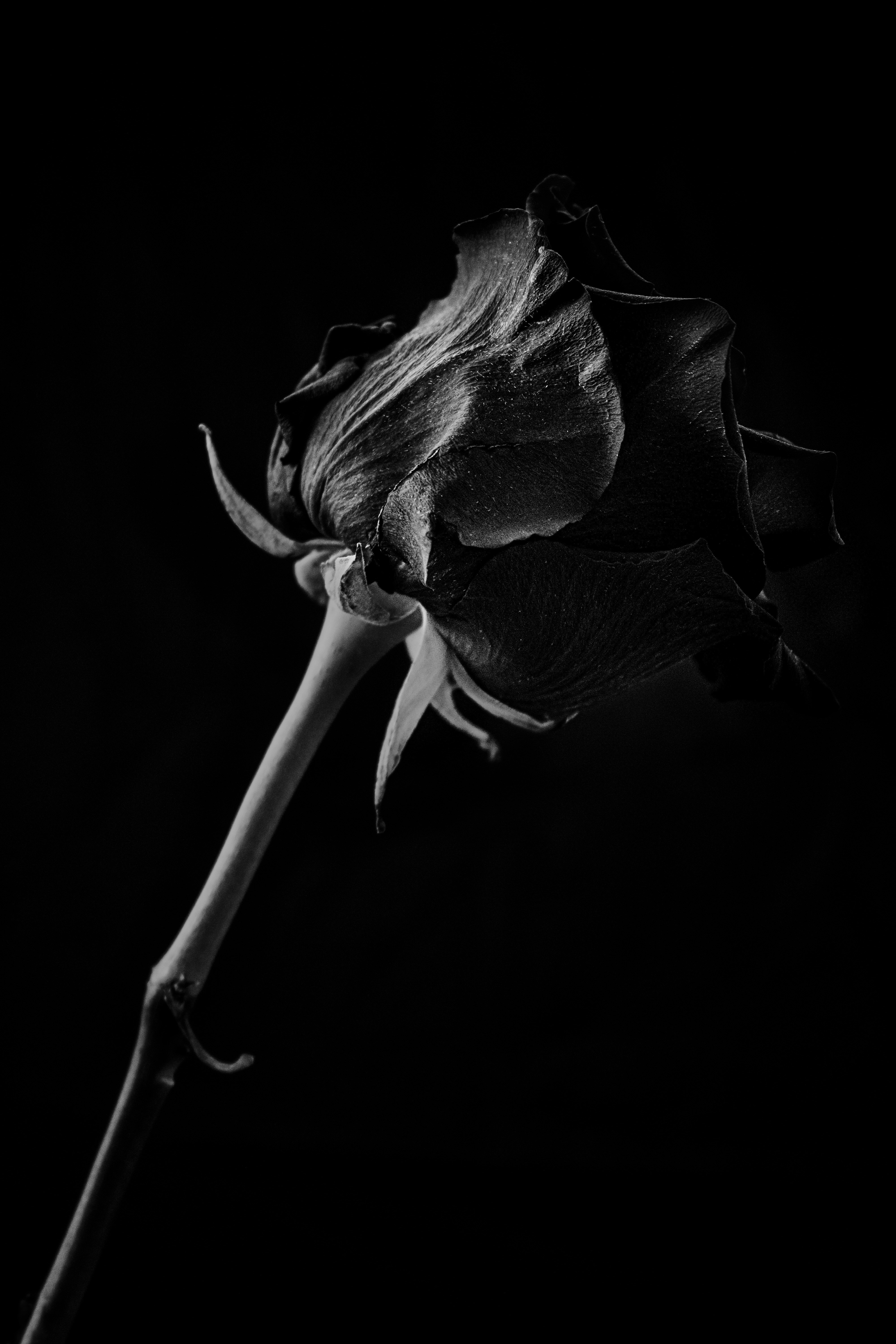A black and white photo of a single rose photo – Free Black Image ...