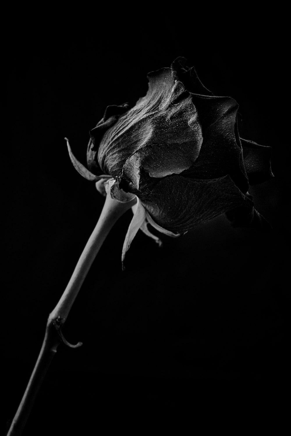 a black and white photo of a single rose