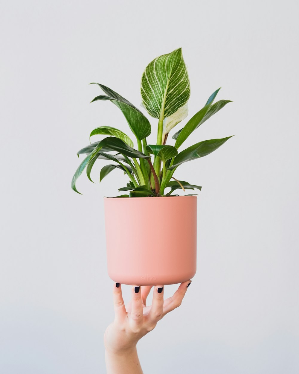 una persona che tiene una pianta in un vaso rosa
