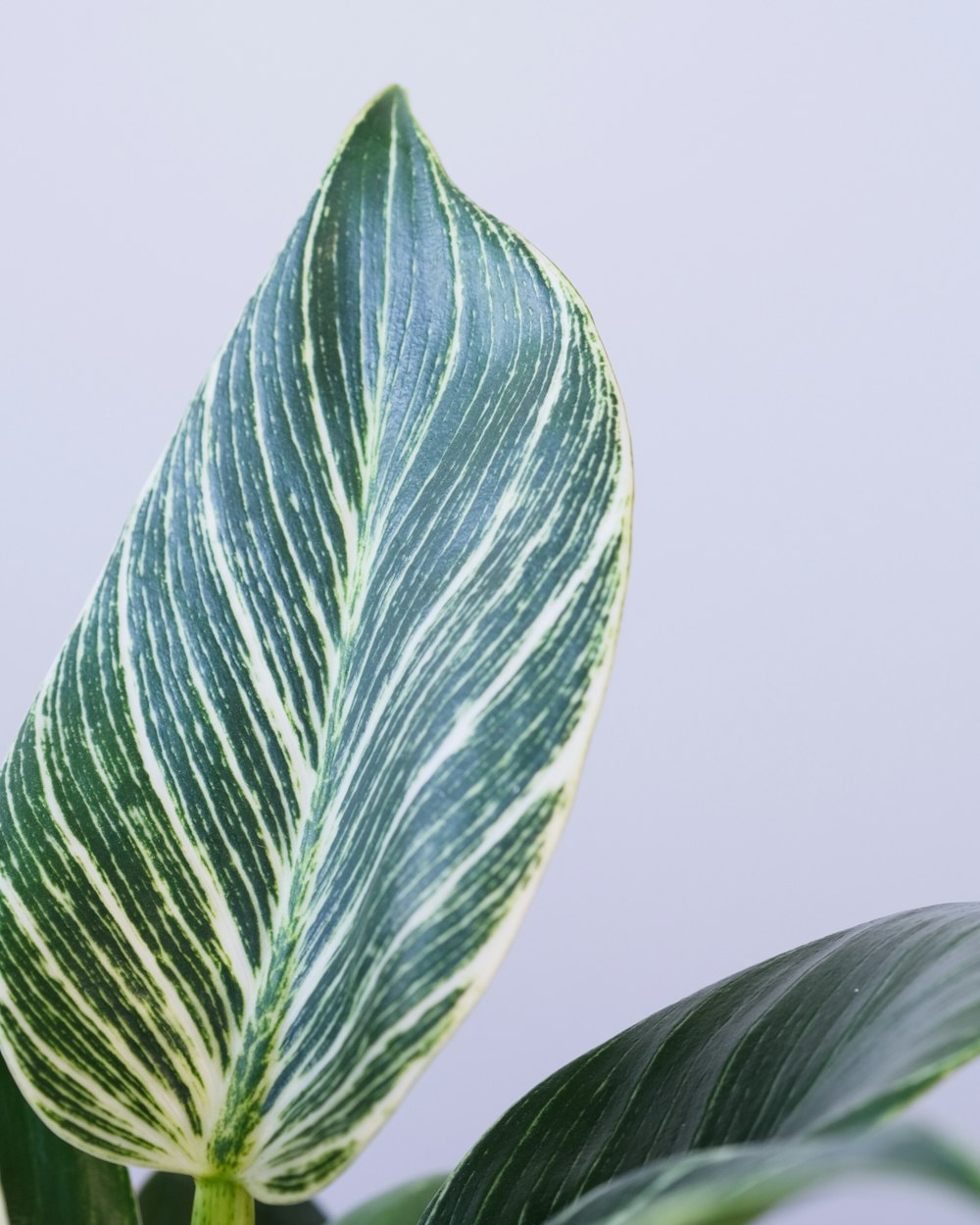 a close up of a green and white leaf