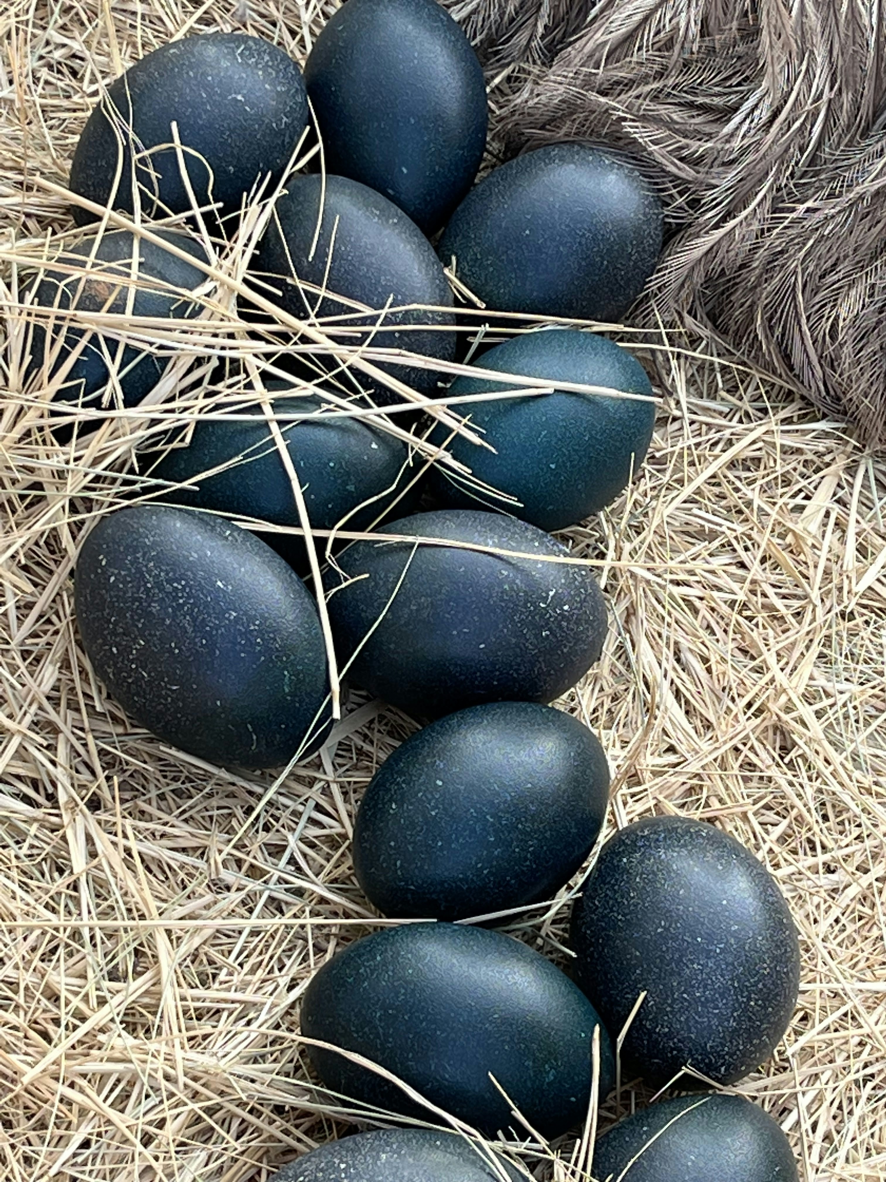 The Mystery of the Deep: Shocking Secrets Revealed by Black Eggs Found 20,000 Feet Deep in the Pacific