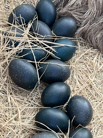 The Benefits of Turkey Eggs: Hatching and Consuming