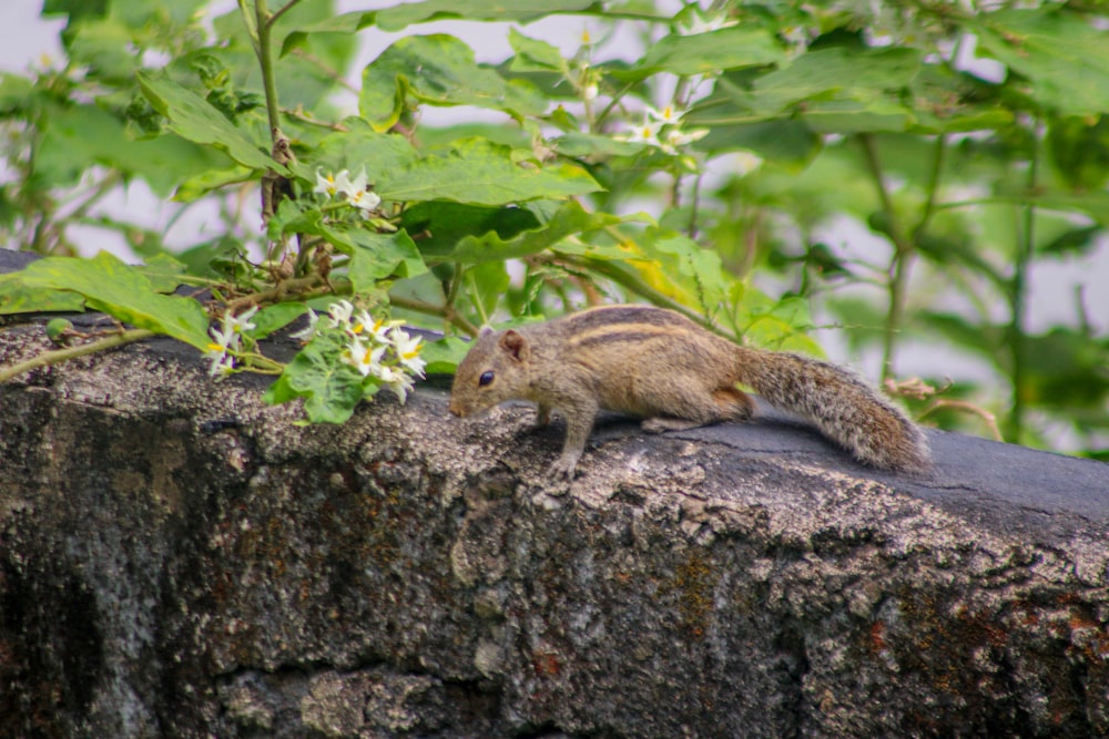 a small squirrel is standing on a rock