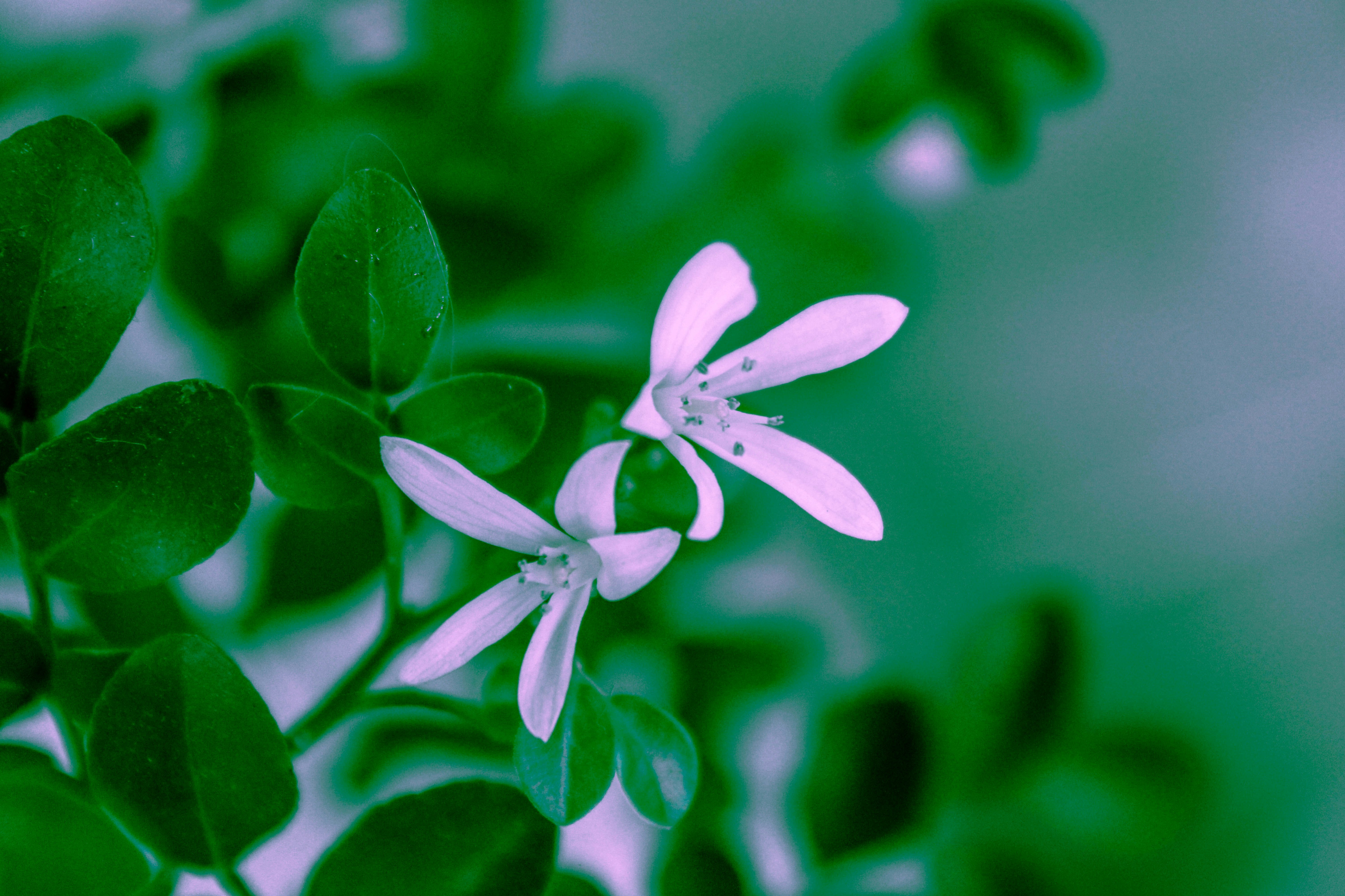 Photo by oshandesilva289