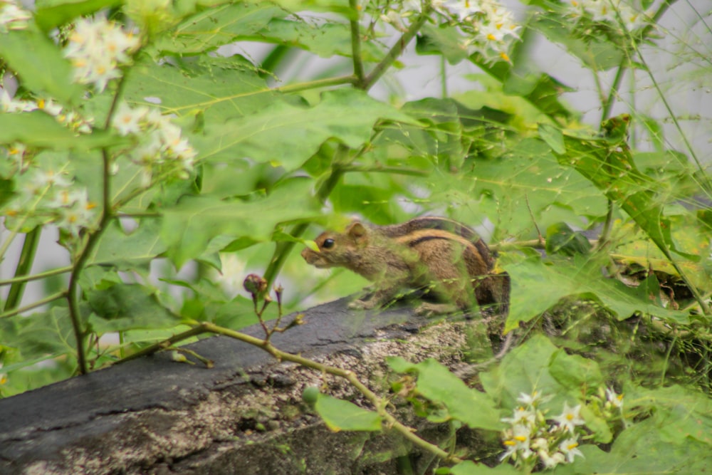 a small animal walking on a log in the woods