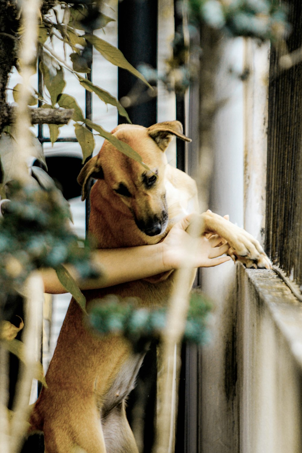 a dog standing on its hind legs looking out of a window