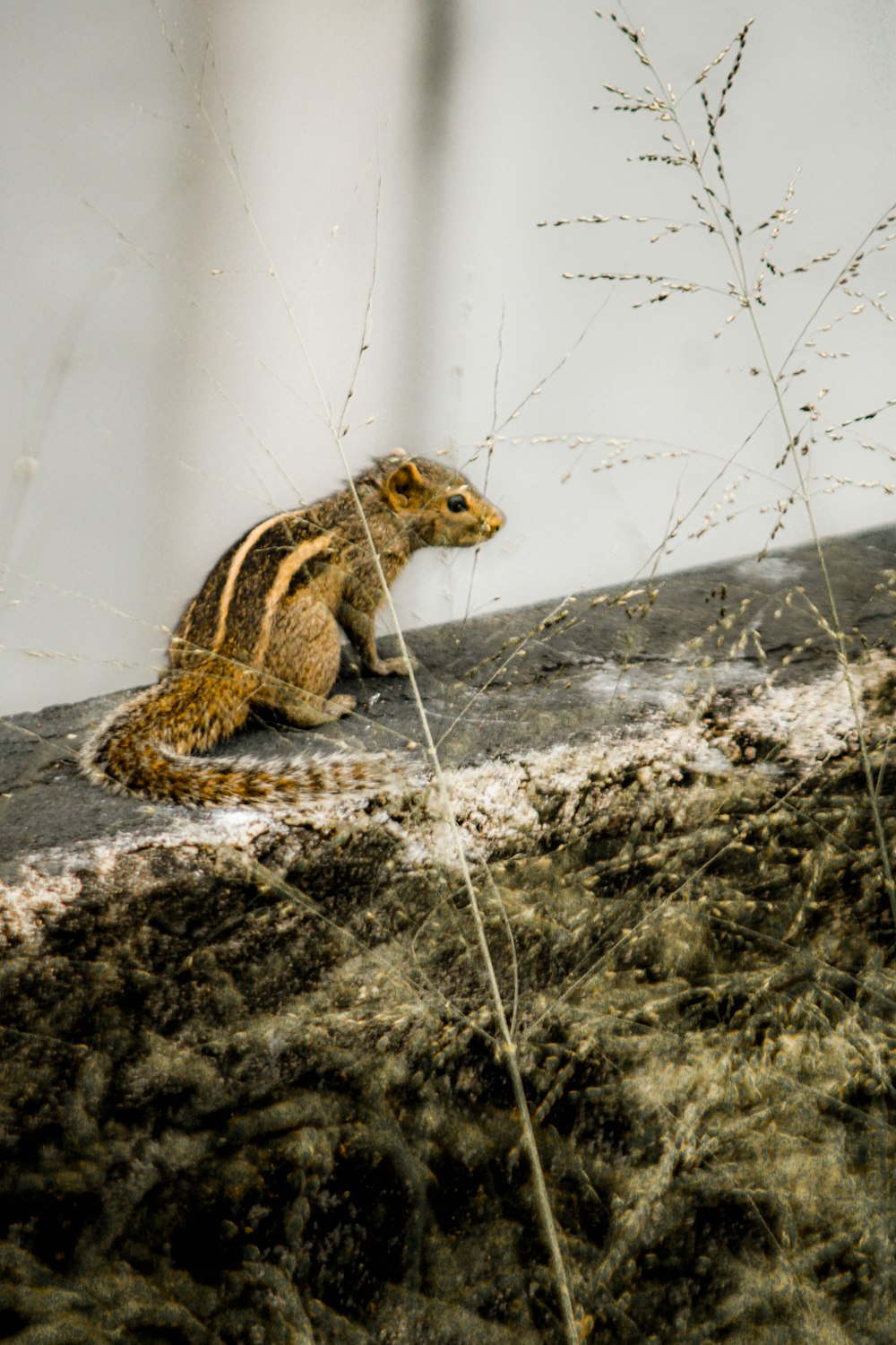 a small animal sitting on top of a rock