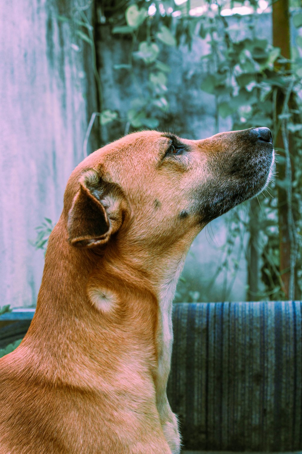 a close up of a dog looking up at something