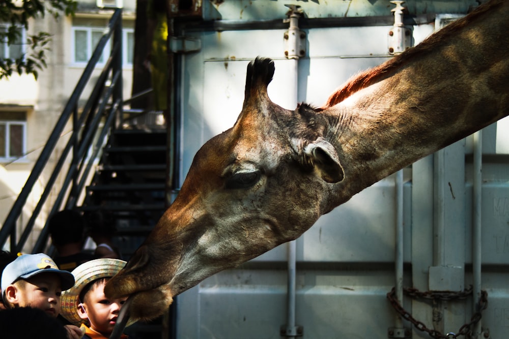 a close up of a giraffe eating food from a person's hand