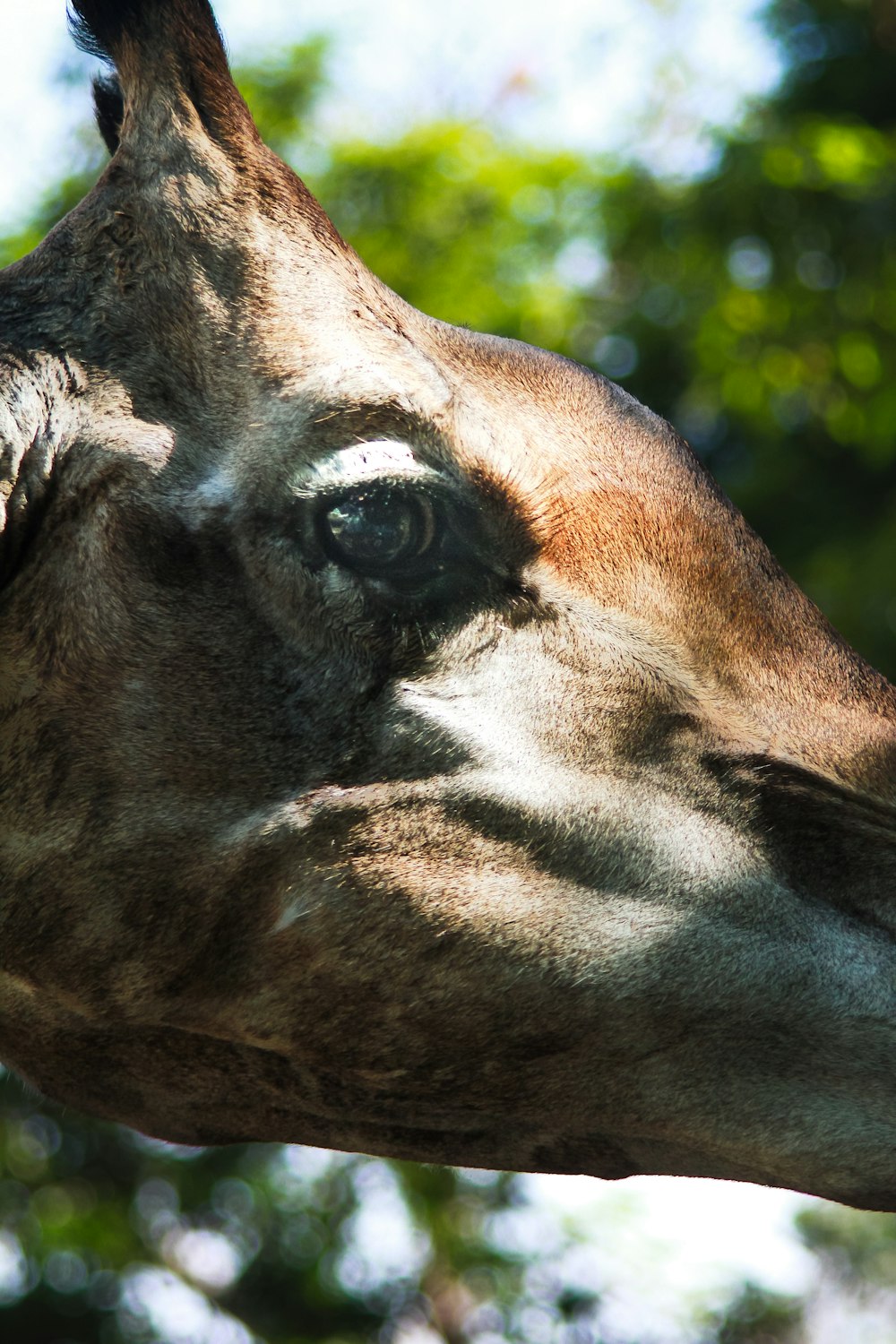 a close up of a giraffe's face with trees in the background