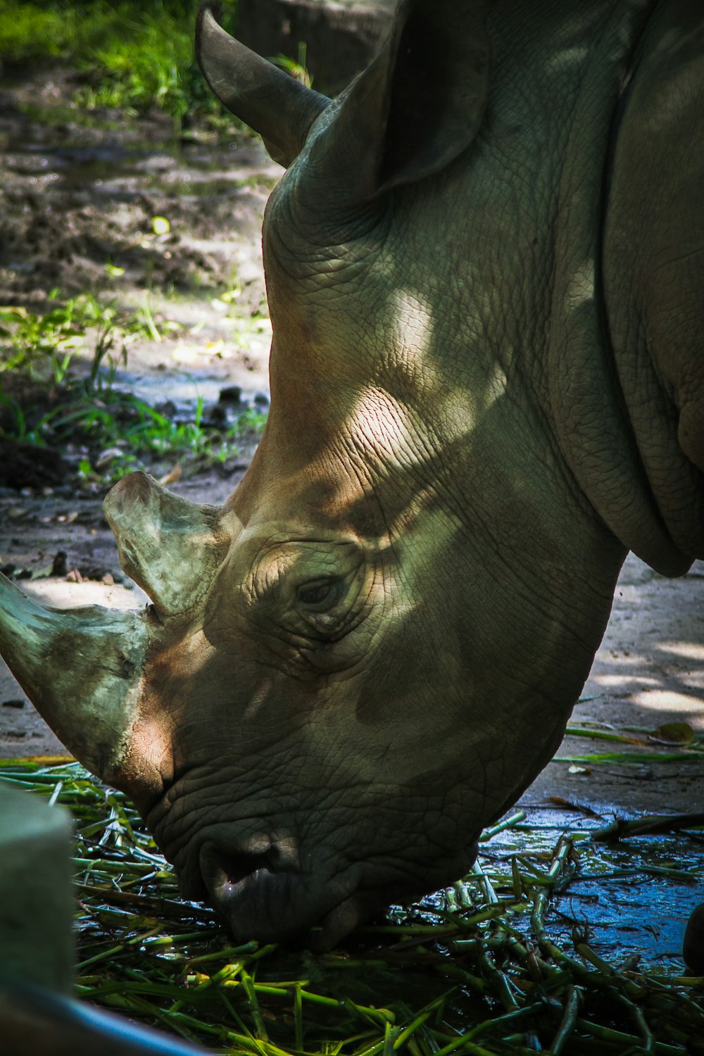 a close up of a rhino eating grass