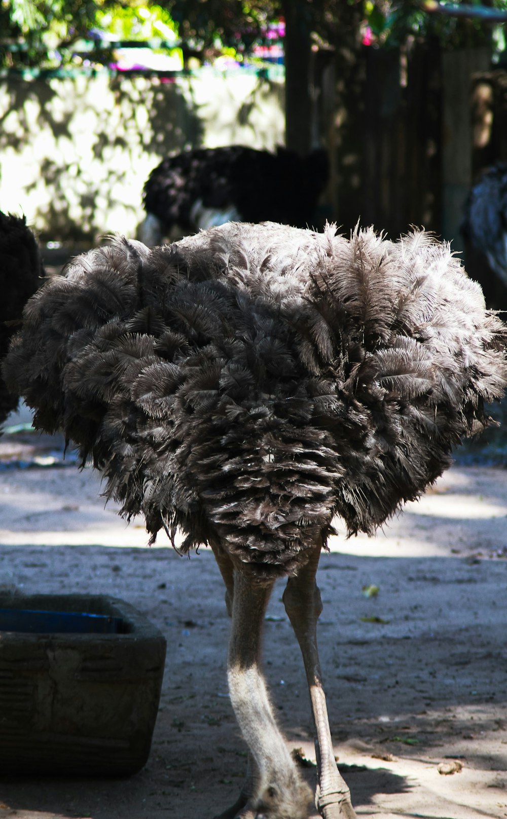 an ostrich is standing in the shade