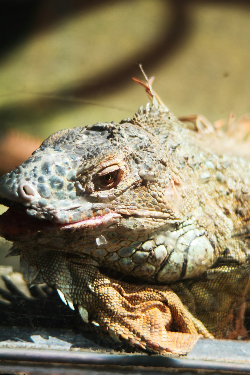 a close up of a lizard on a table