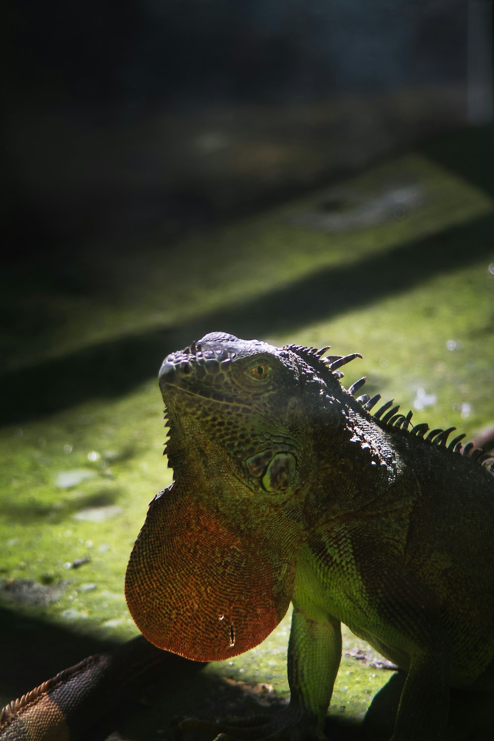 a close up of a lizard on the ground