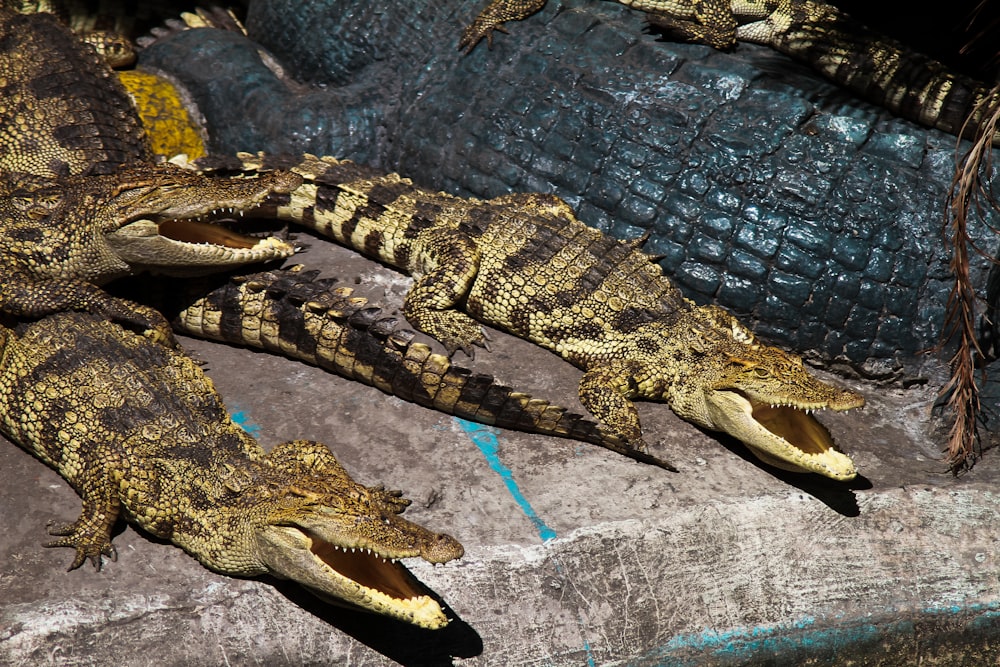 two crocodiles are laying on a rock together