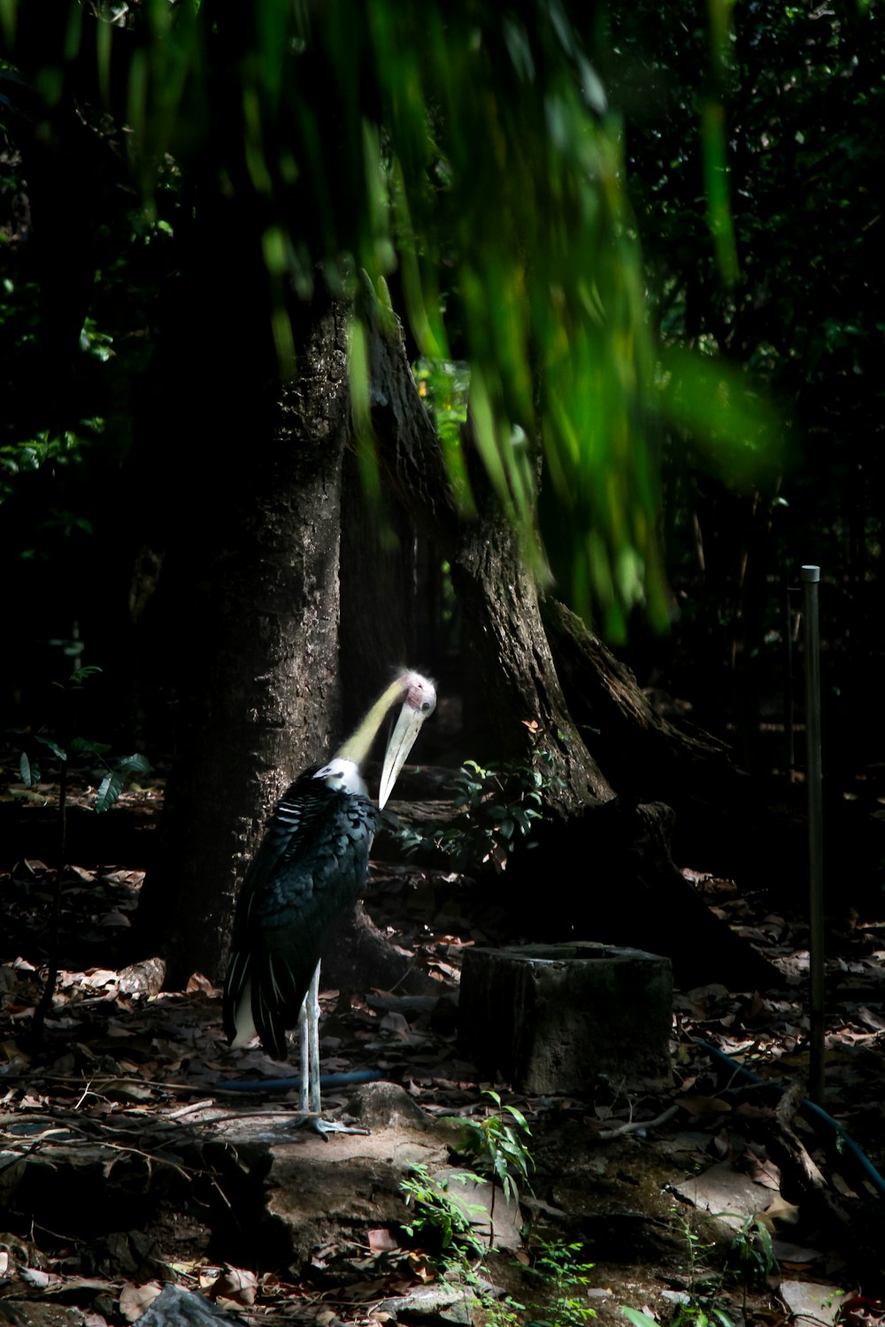 a bird standing on a rock in a forest