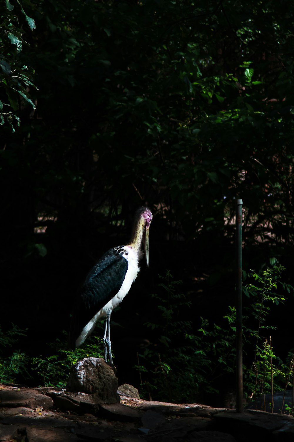 a large bird standing on top of a rock