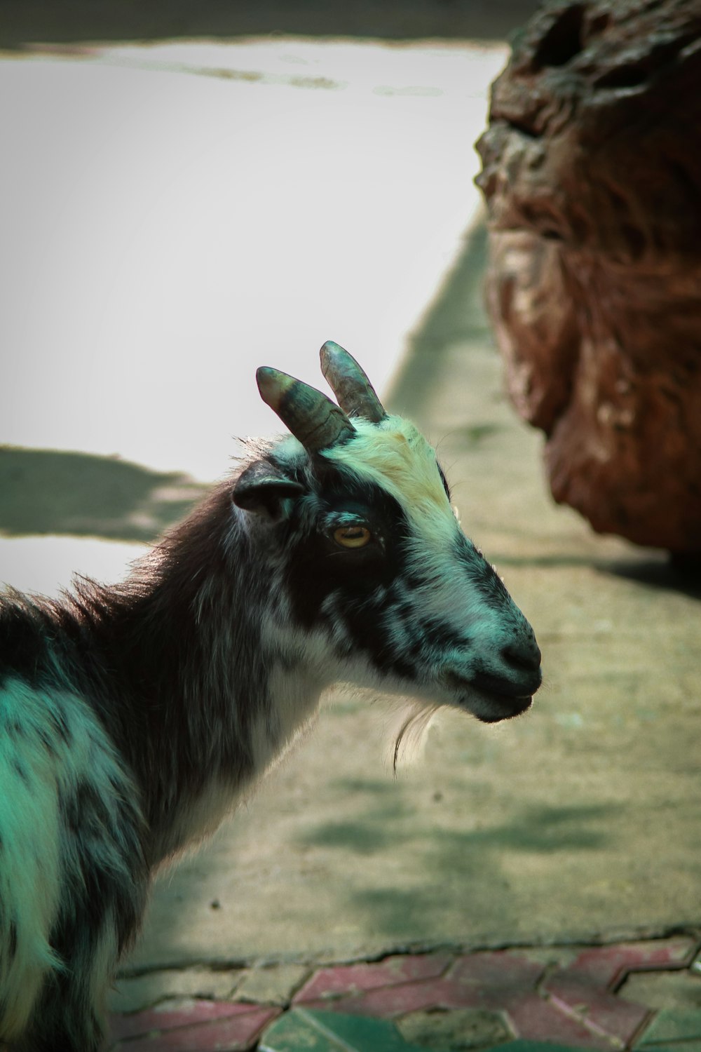 a black and white goat standing on a sidewalk