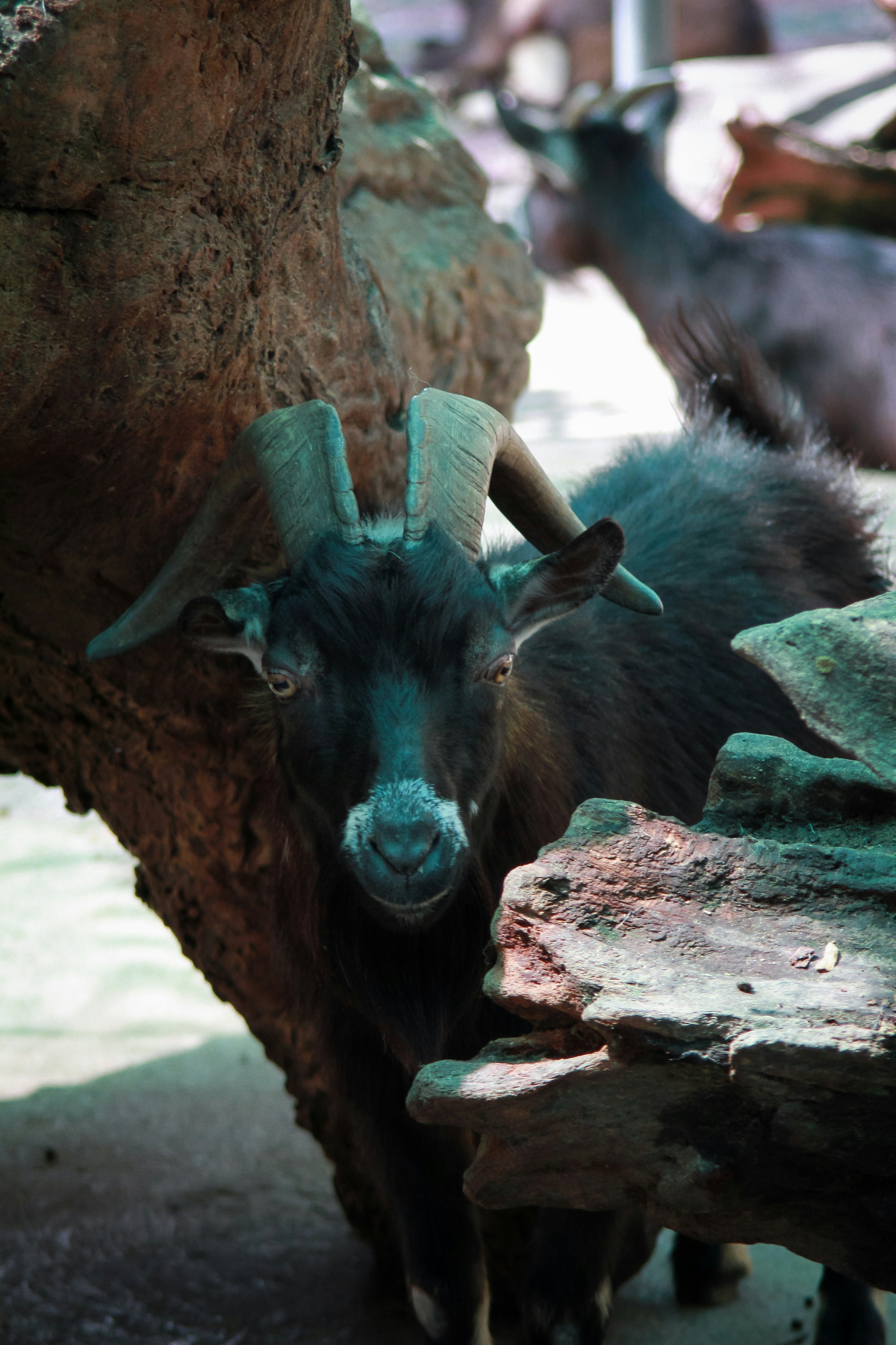 The Ritual of Slaughtering a Goat for Magic: Understanding the Process and Significance