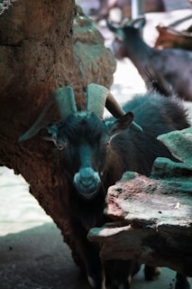 A black goat with prominent curved horns stands near a large, textured piece of wood. The goat's face is partially in shadow, highlighting its distinct features and expression. Another goat is visible in the blurred background, suggesting an outdoor setting.