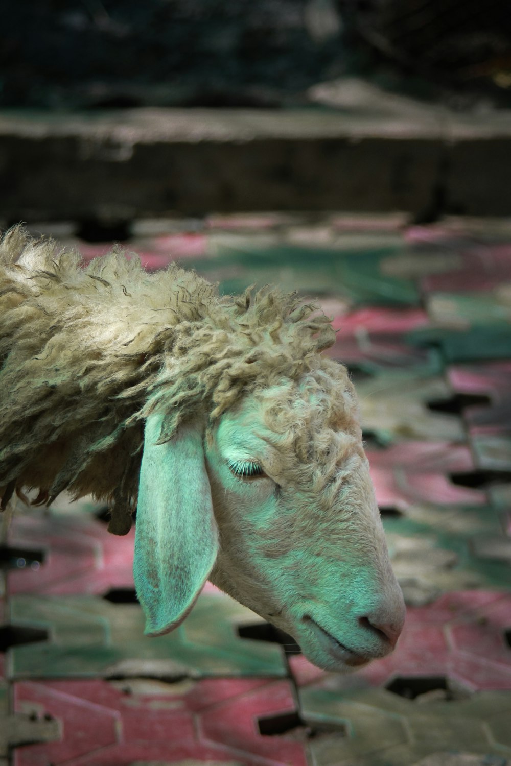 a close up of a sheep on a tiled floor