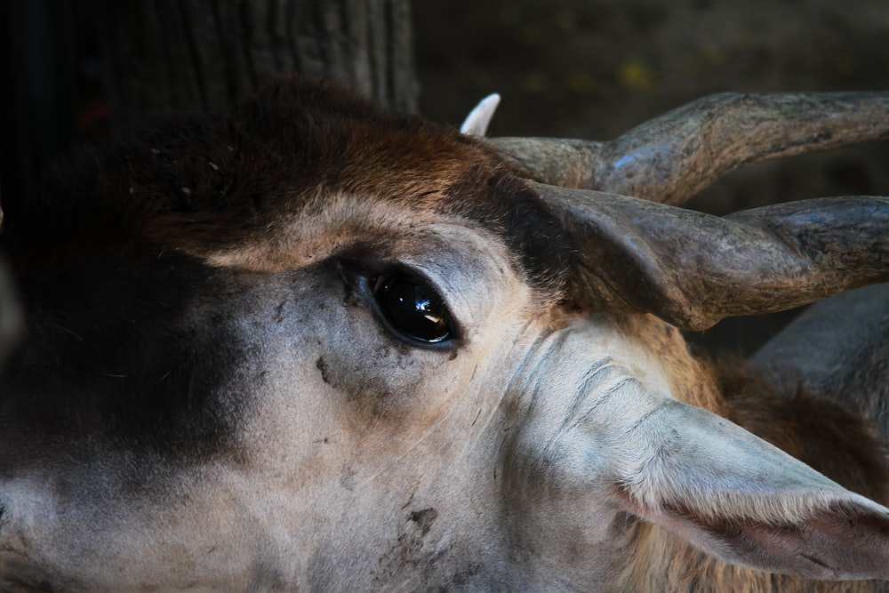 a close up of a cow with horns on it's head