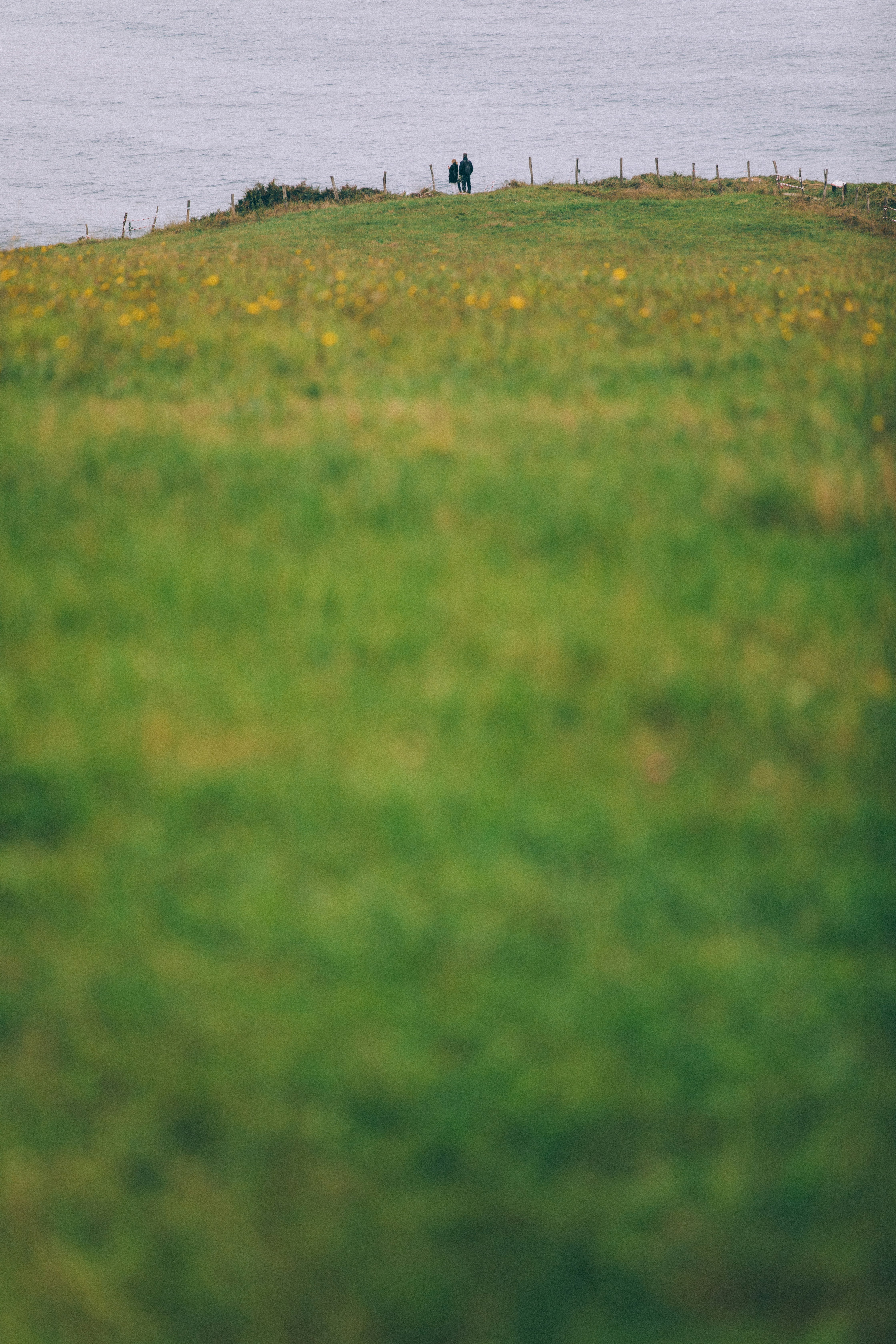 a couple of sheep standing on top of a lush green field