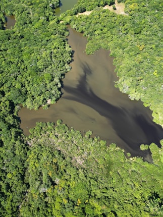 Aerial view of a river flowing through a dense jungle or forest, with vibrant greenery surrounding the water. The river appears muddy, with various shades of brown and green. The vegetation is lush and varied, creating a dense canopy.