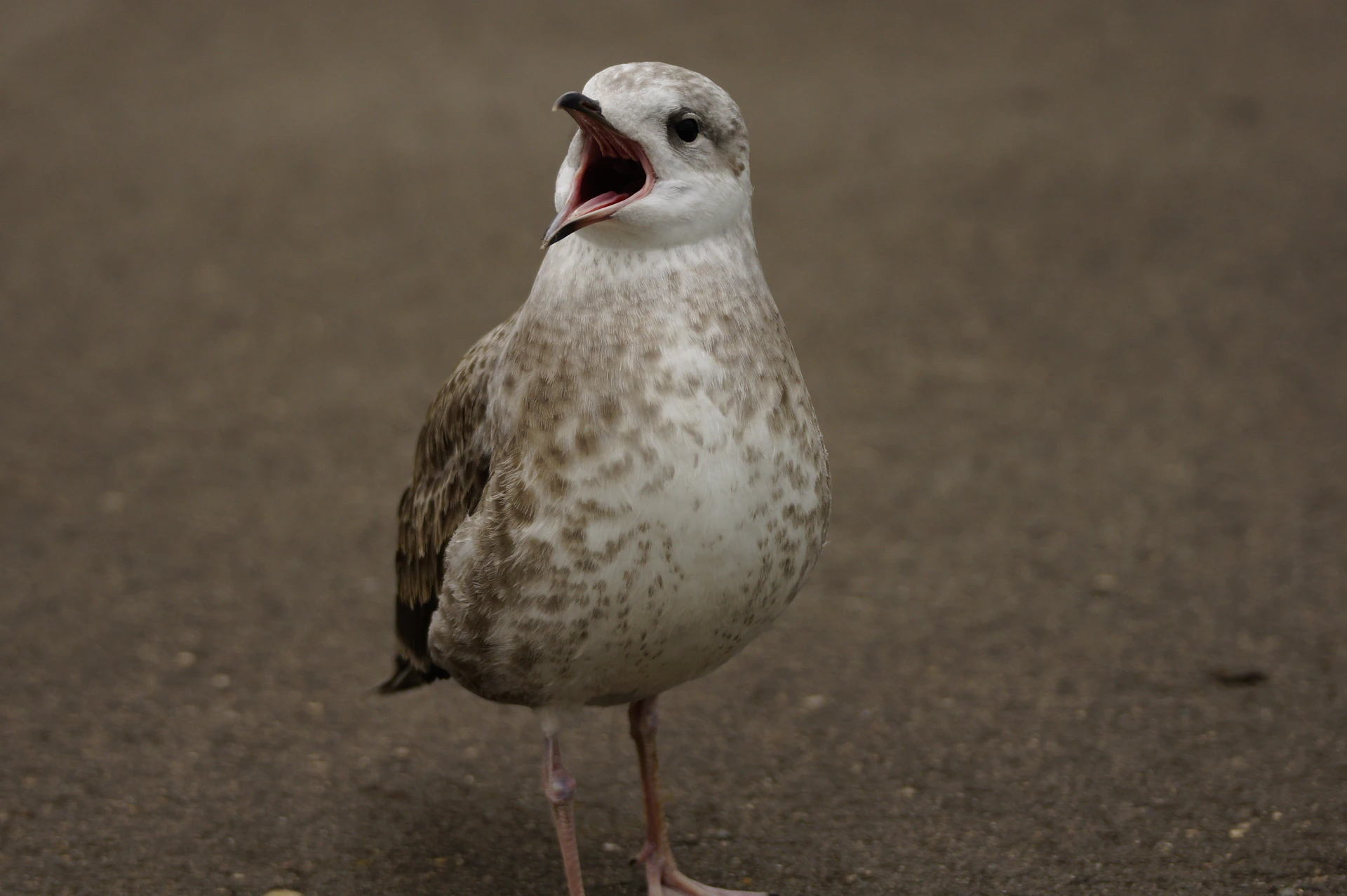 a bird with its mouth open standing on the ground
