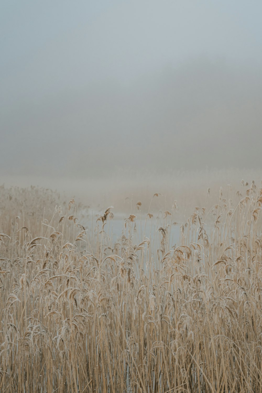 a foggy field with a body of water in the distance