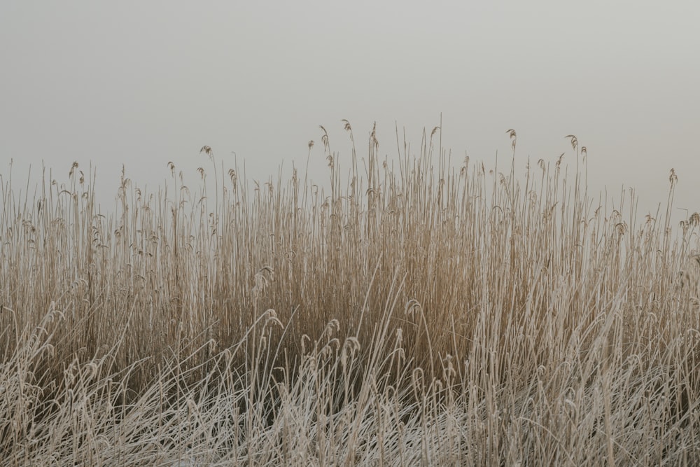 a field of tall grass covered in frost