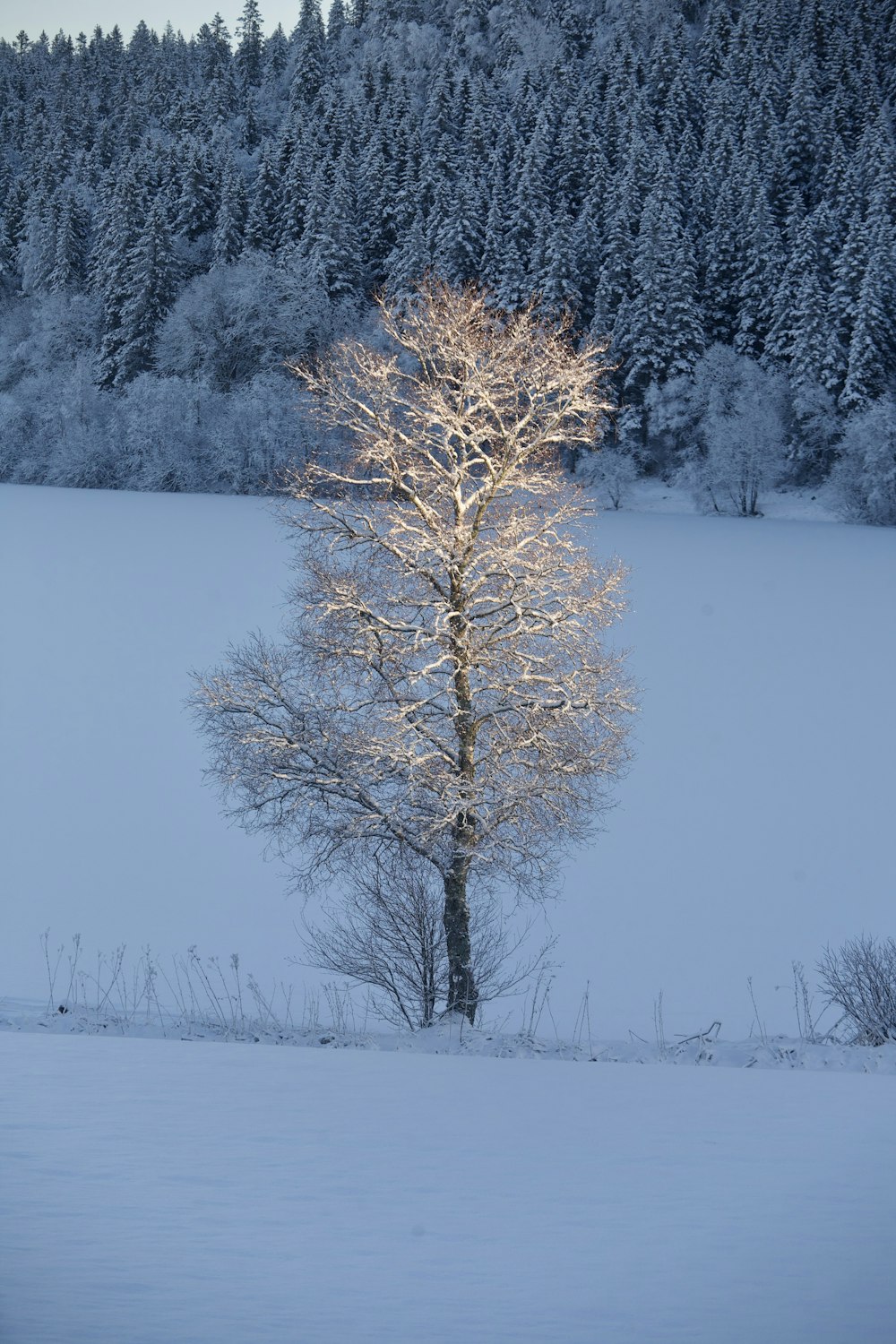 a lone tree stands in a snowy field