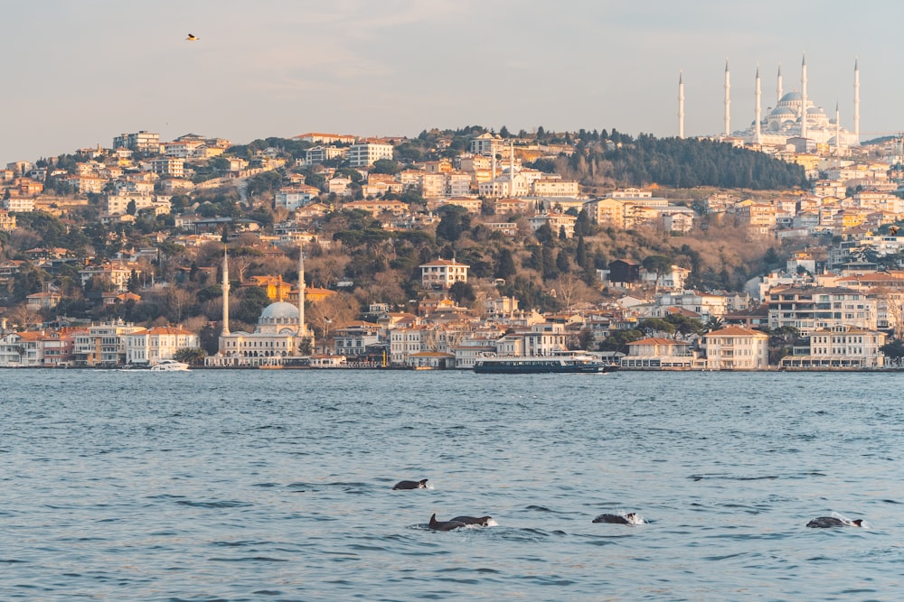 a large body of water with a city in the background