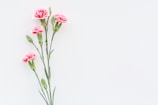 a bunch of pink flowers on a white background