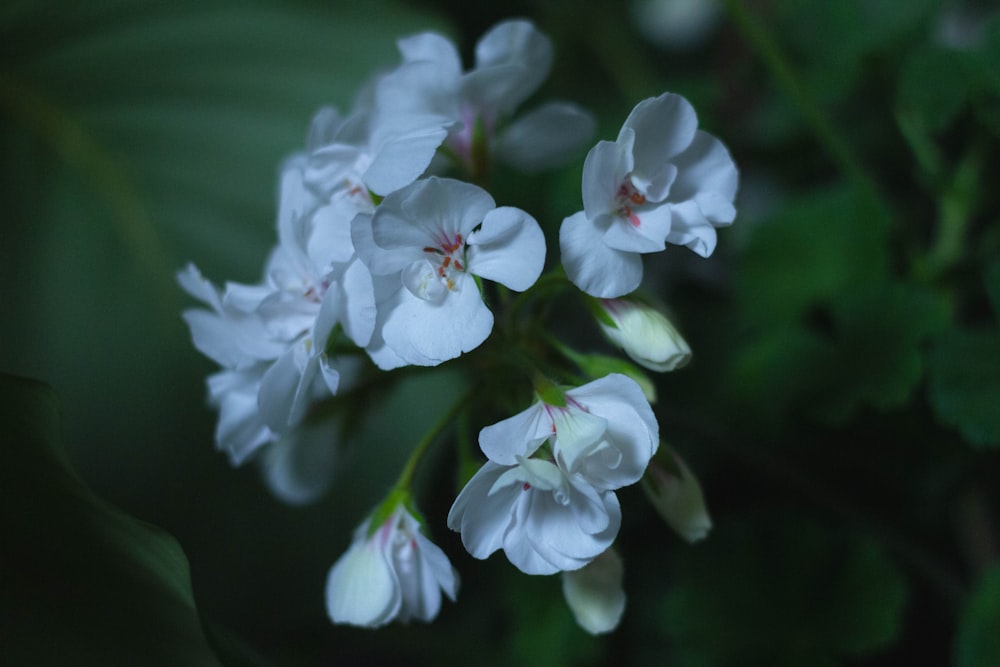 a bunch of white flowers with green leaves