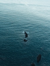 The image features a vast expanse of ocean water, with subtle waves and ripples. Several dark rocks protrude from the surface in the center and lower part of the image.