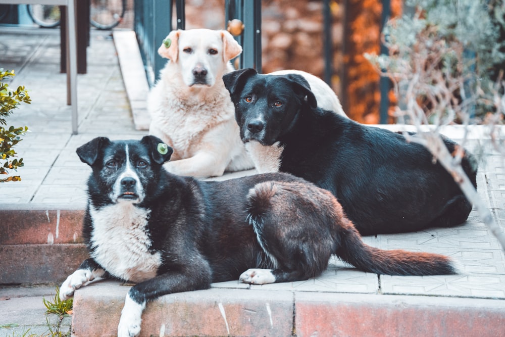 three dogs are sitting on the steps outside