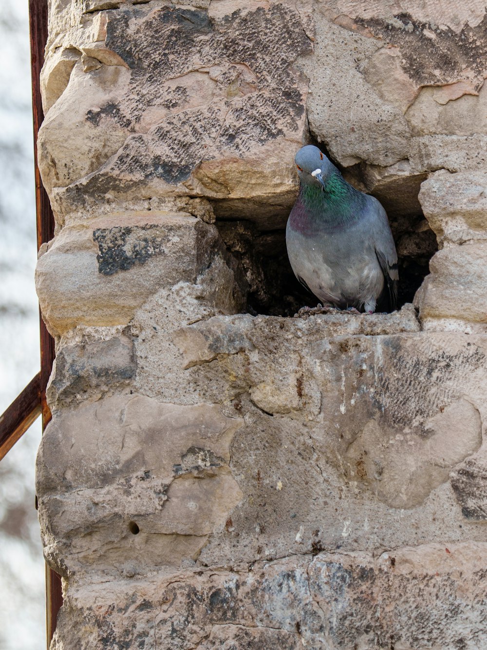 돌담의 구멍에 앉아있는 비둘기