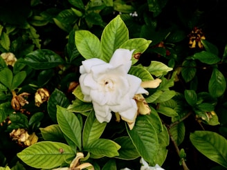 A blooming white gardenia flower is surrounded by lush green leaves. The petals are partially unfurled, revealing the flower's intricate layers. Some nearby flowers appear wilted, creating a contrast between the vibrant and faded blossoms.