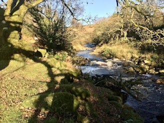 a stream running through a lush green forest