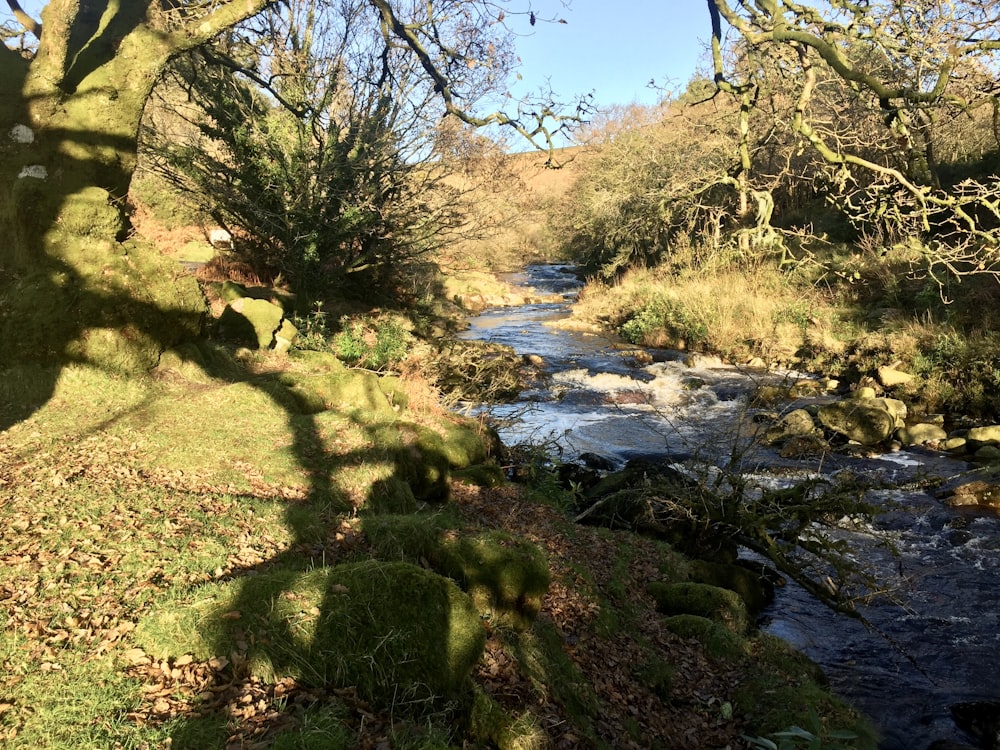 a stream running through a lush green forest